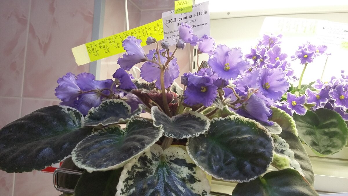 Материнское растение с выставки в Доме Фиалки, осень 2018 года