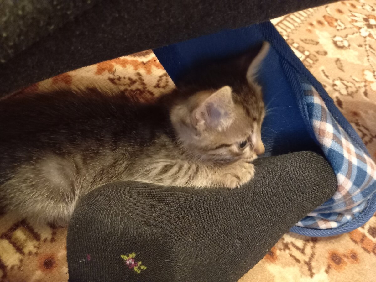 С самого начала ноги всех людей, приходящих в дом, были объектом охоты.