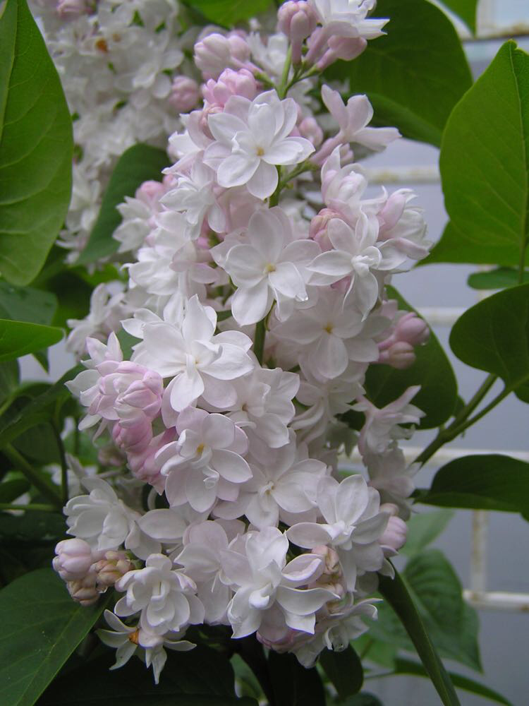 Яндекс фото 