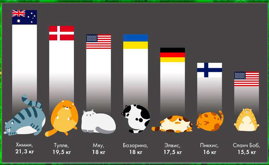 Рейтинг самых толстых котов по странам мира
