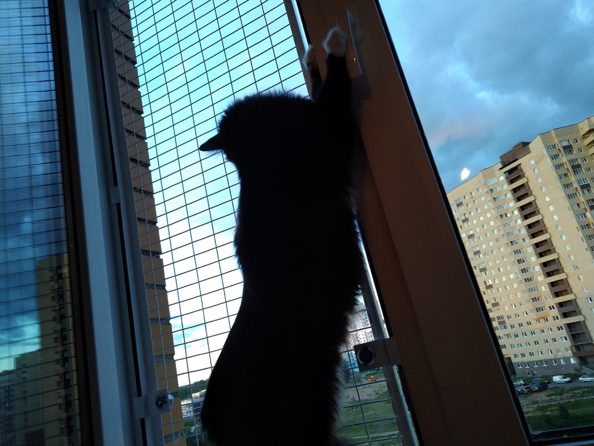 Буся наслаждается видом и собой