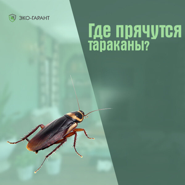 Где прячутся тараканы?