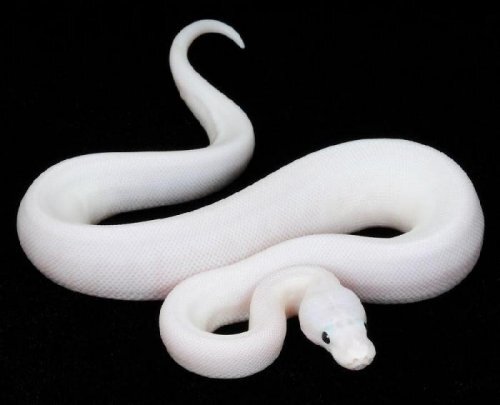  2. Питон-альбинос. Обычный питон вам обойдется в 10 тысяч долларов, а вот цена на альбиноса начинается от 15 тысячи. Длина взрослого питона-альбиноса может достигать двух метров, а его содержание требует особых условий.

