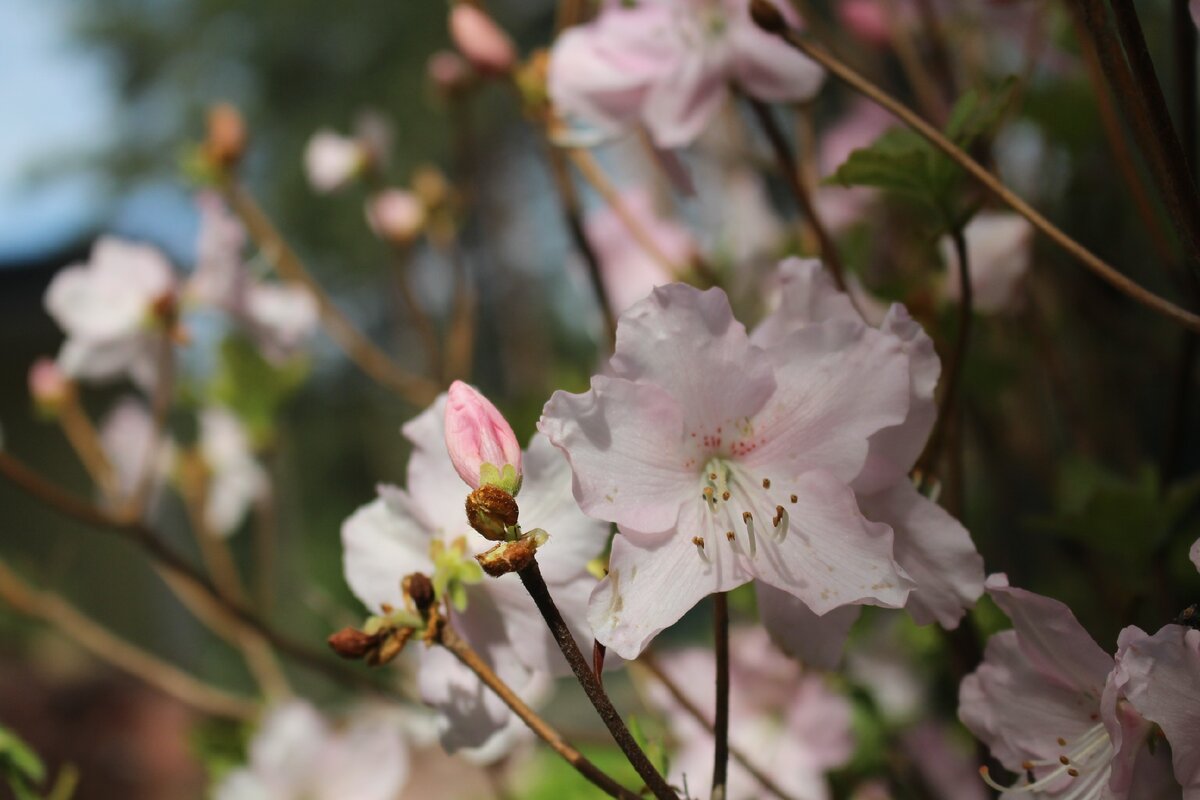 Rhododendron schlippenbachii в моем саду 31 мая 
