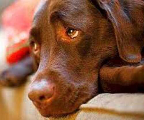 Эндометрит у животных: причины, симптомы, диагностика, лечение