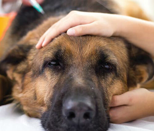 Симптомы ринотрахеита у собаки: насморк и сухой кашель