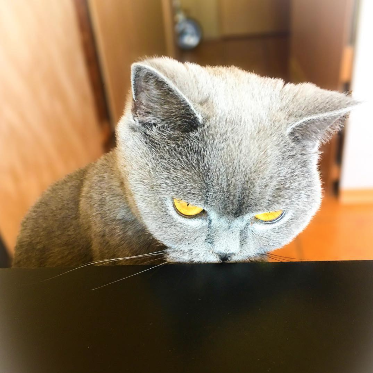 кошка не лишена инстинктов