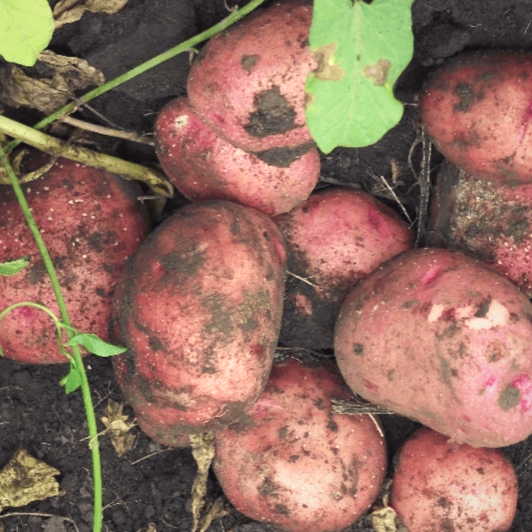 В этом году ожидаем такой же урожай