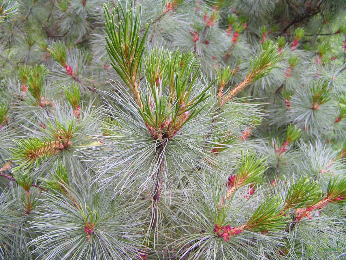 Сосна стланиковая (Pinus pumila)