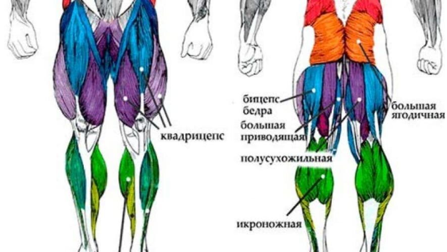По статистике чаще у людей сводит икроножные мышцы