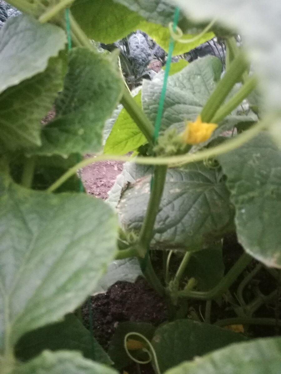 Огурцы посеяны в начале июля.  Больше месяца росли на грядке под спанбондом. 