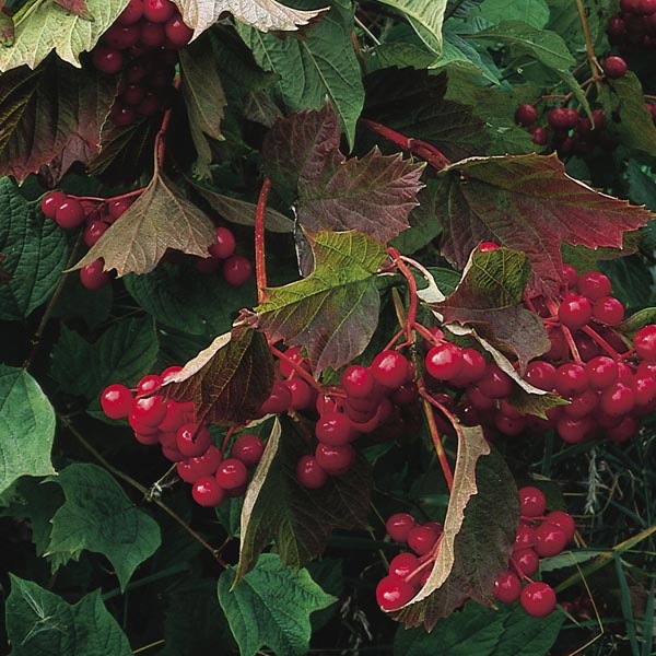 Калина обыкновенная