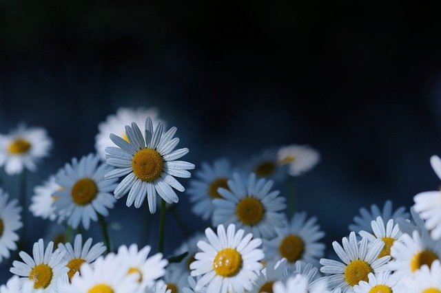 Pixabay License Бесплатно для коммерческого использования
Указание авторства не требуется