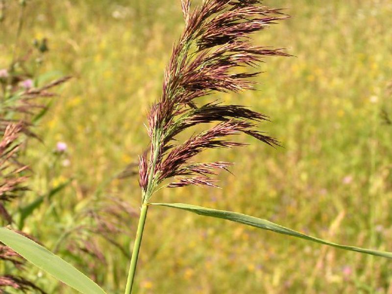 Тростник злаковое растение. Тростник phragmites Australis. Тростник Южный phragmites Australis. Тростник обыкновенный (phragmites communis. Тростник phragmites communis Trin.