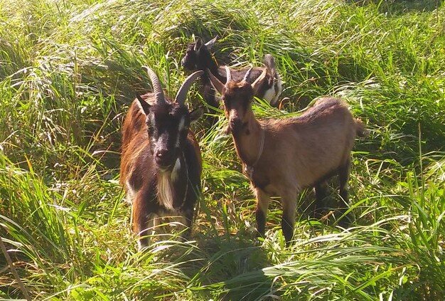 рогатые козочки