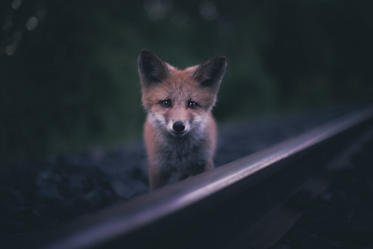Фото: Конста Пункка