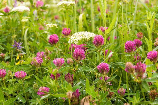 Среди луговых трав немало таких, которые могут улучшить вкус и запах пищи и напитков, но мало кто это знает. Обычно знания ограничиваются парой трав, таких как, к примеру, душица и чабрец. 