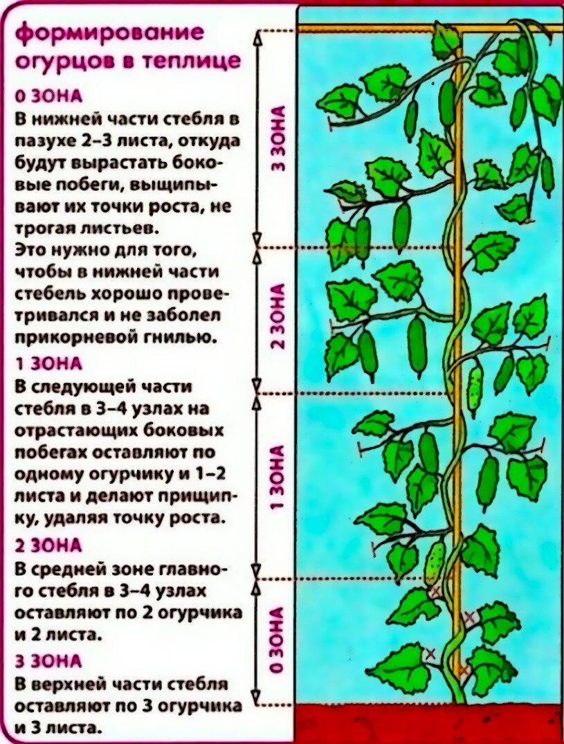 Яркая, четкая схема, на которой все видно и понятно. 