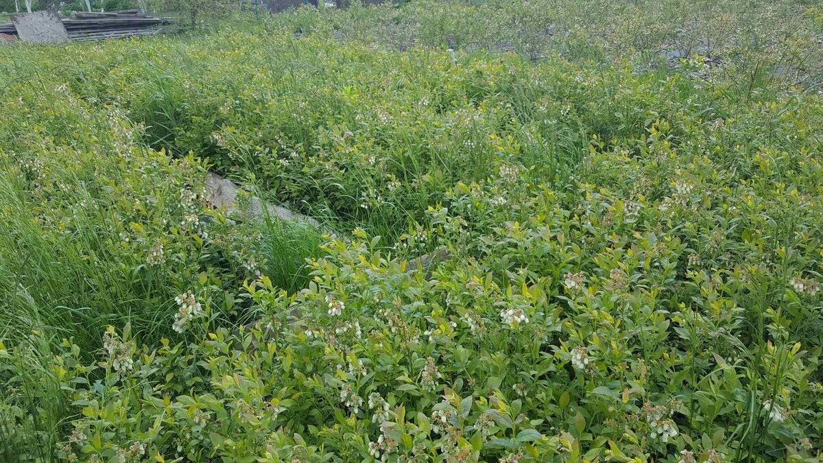 общий вид до прополки