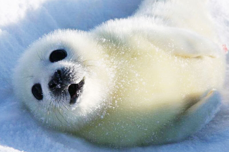 Белое облачко)))