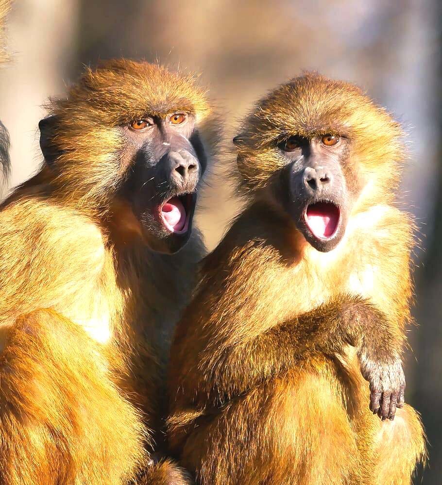 https://www.wallpaperflare.com/two-brown-apes-with-opened-mouths-animal-berber-monkeys-cry-wallpaper-ullaa