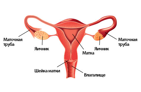 Анатомия женщины (строение женских половых органов)