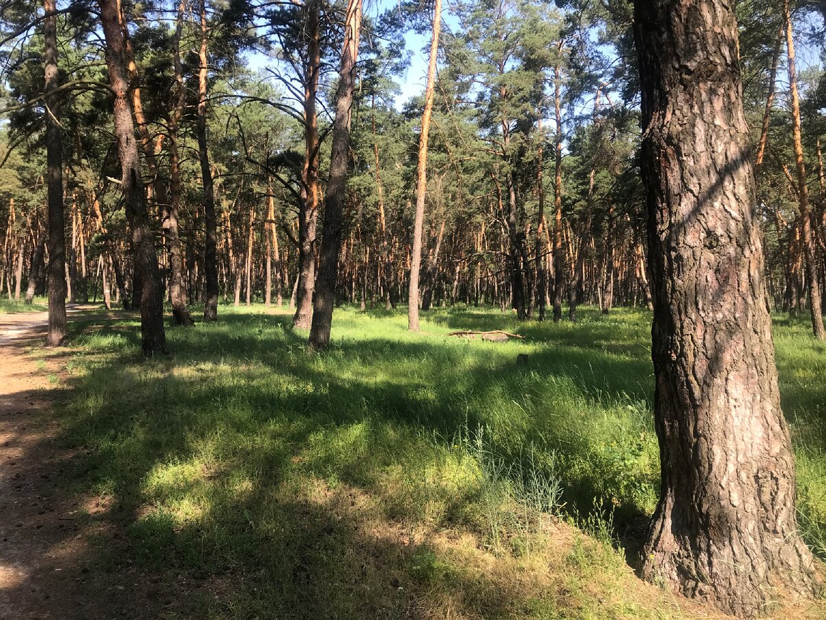 А запахи в этом лесу...