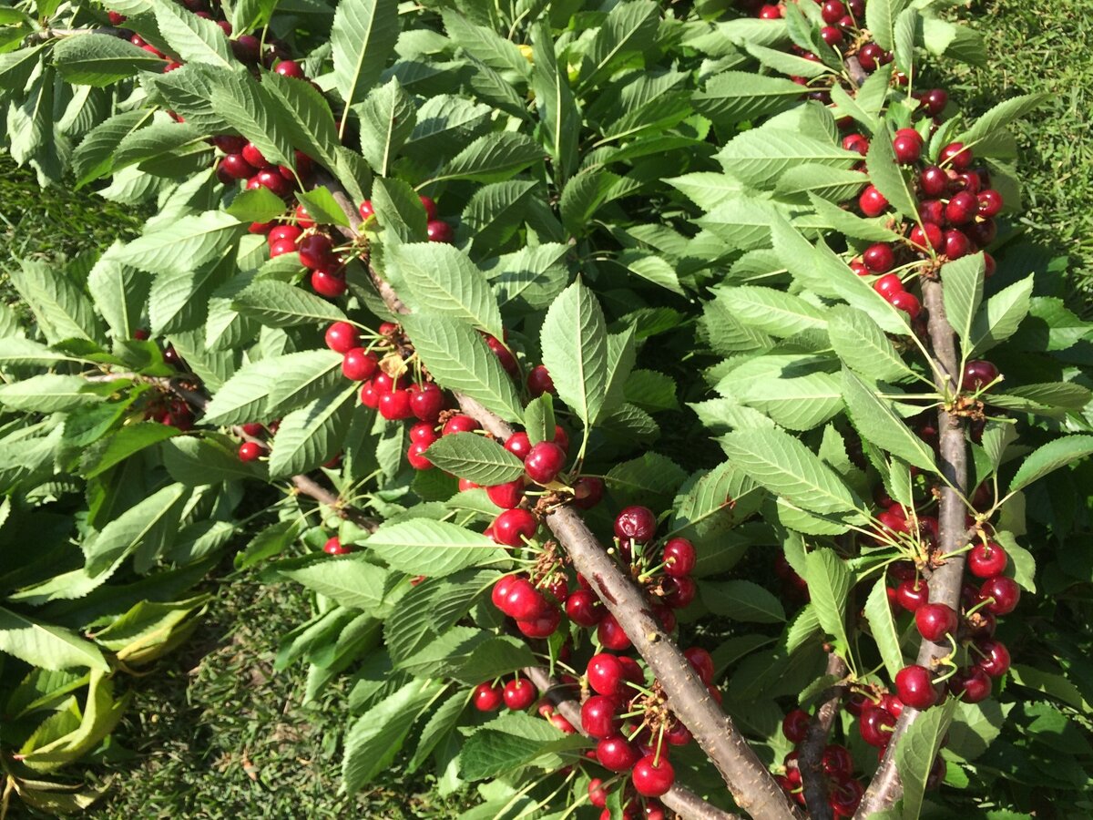 Черешня уже созрела. Фото автора 