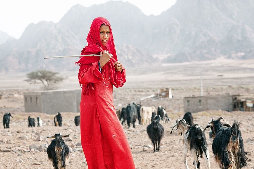 Бедуинка пасет коз недалеко от деревни