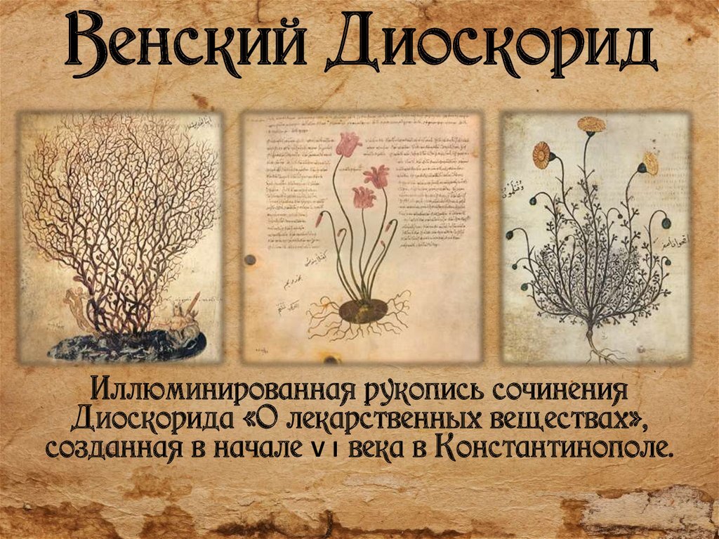 Диоскорид о лекарственных веществах. Диоскорид о лекарственных веществах. Диоскорид киликийский труд. Диоскорид вклад в биологию. Педаний диоскорид de materia.