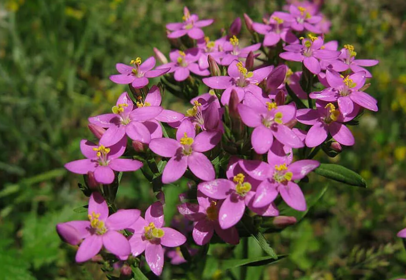 Золототысячник