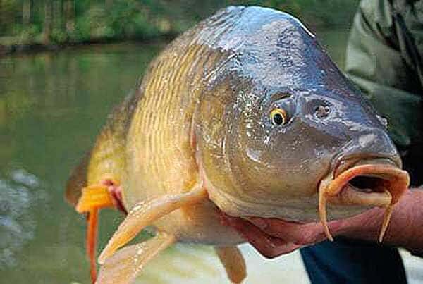 Всем удачи на рыбалке))