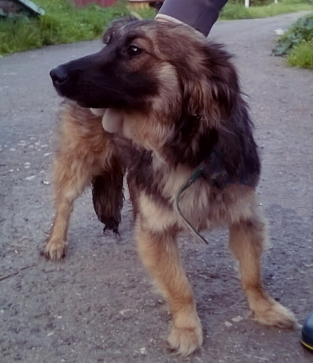 Поэтому и дела все делала она под кроватью, где жила на передержке