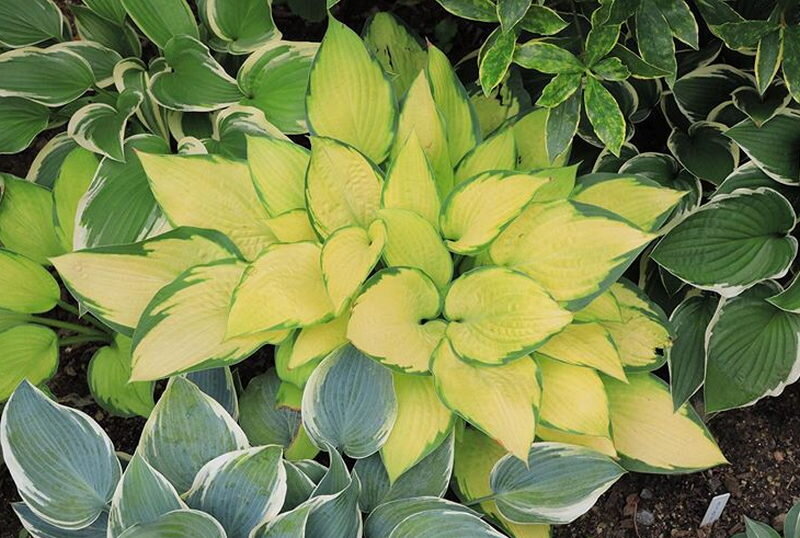 Почему хосты плохо растут