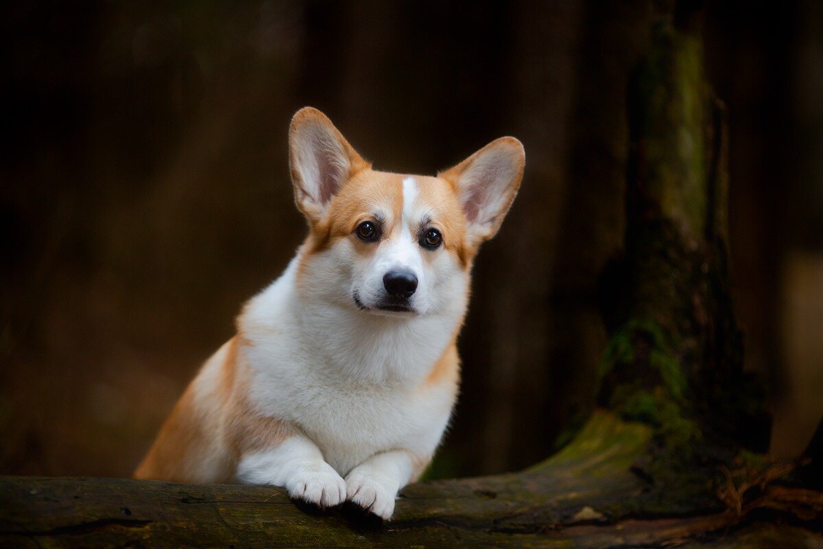 Юзер из Ксаро Честная игра