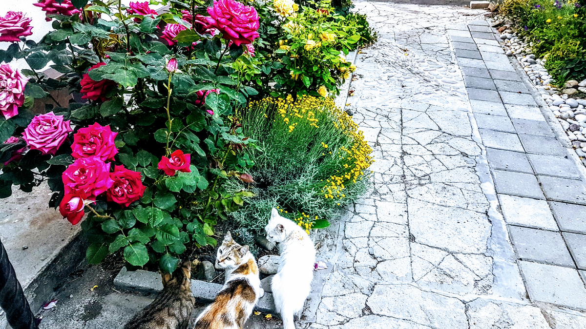 Какие цветы посадить для кошки