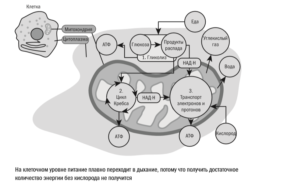 Клеточное дыхание схема с подписями