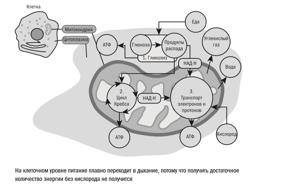 Путь дыхание клетки