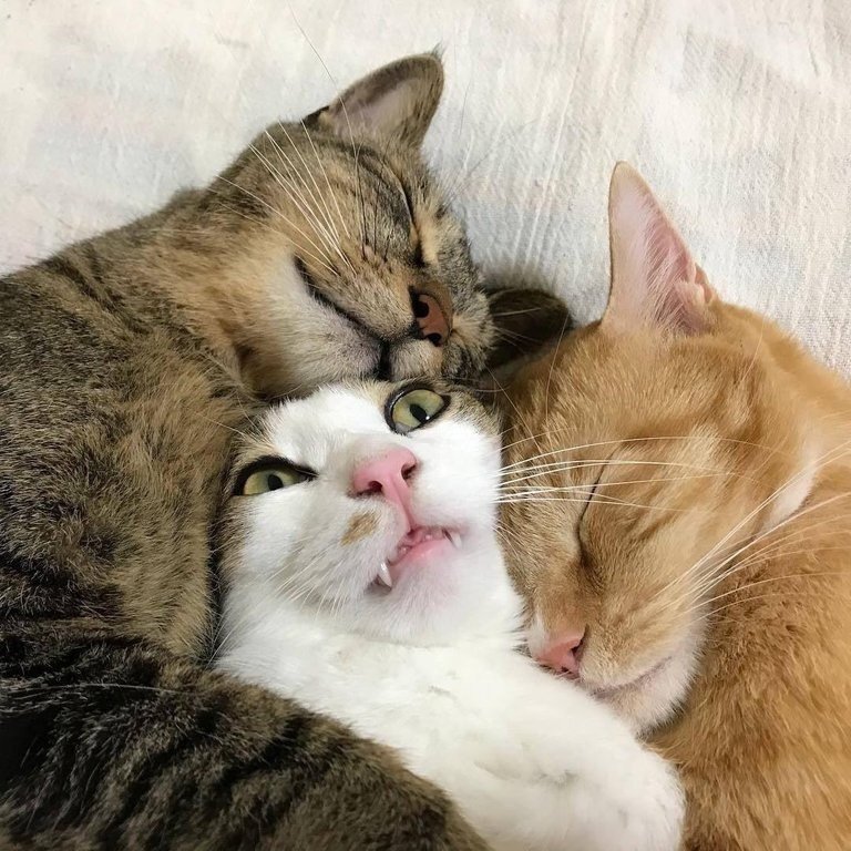 Вот тебе котички для милоты:) 