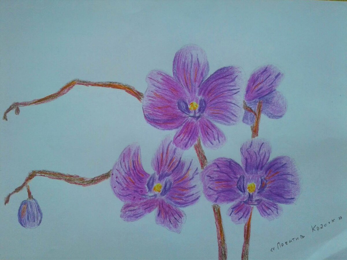 Нарисовать орхидею 1 класс