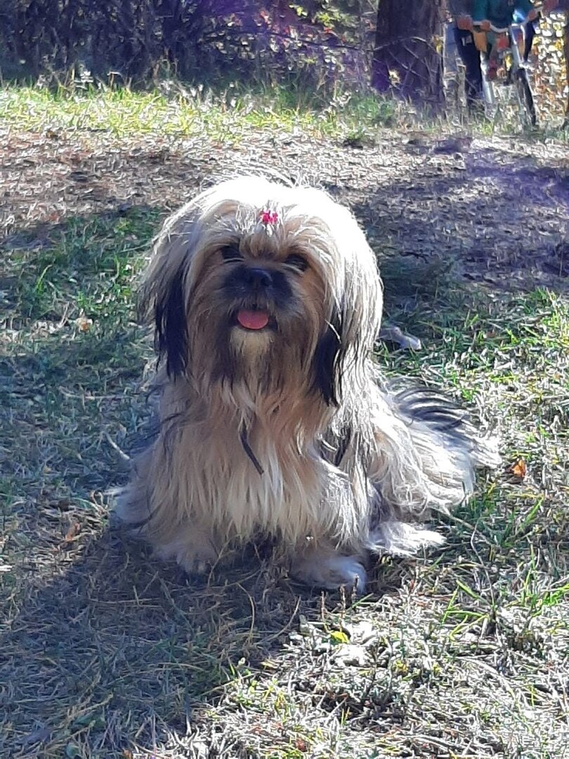 Императорская собака Софи!