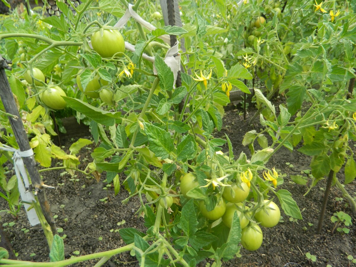 Помидоры уже вовсю цветут и завязывают плоды