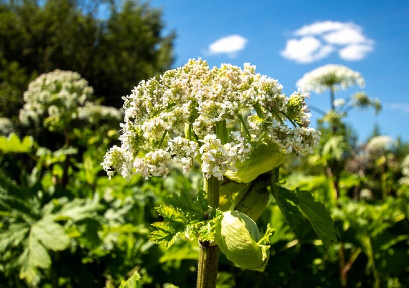 Борщевик-враг современного фермера