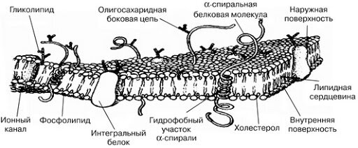 схема строение клеточной мембраны животной клетки