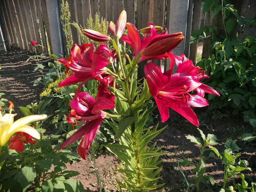 Почему-то мне больше нравятся красные лилии