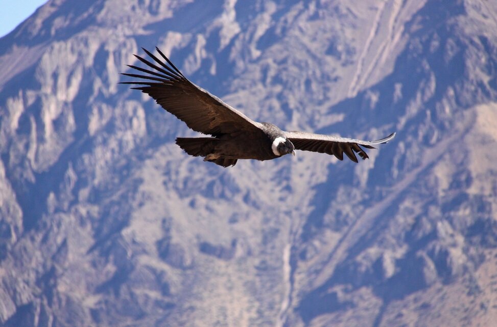 источник http://latinamericanscience.org/wp-content/uploads/2013/08/condor.jpg