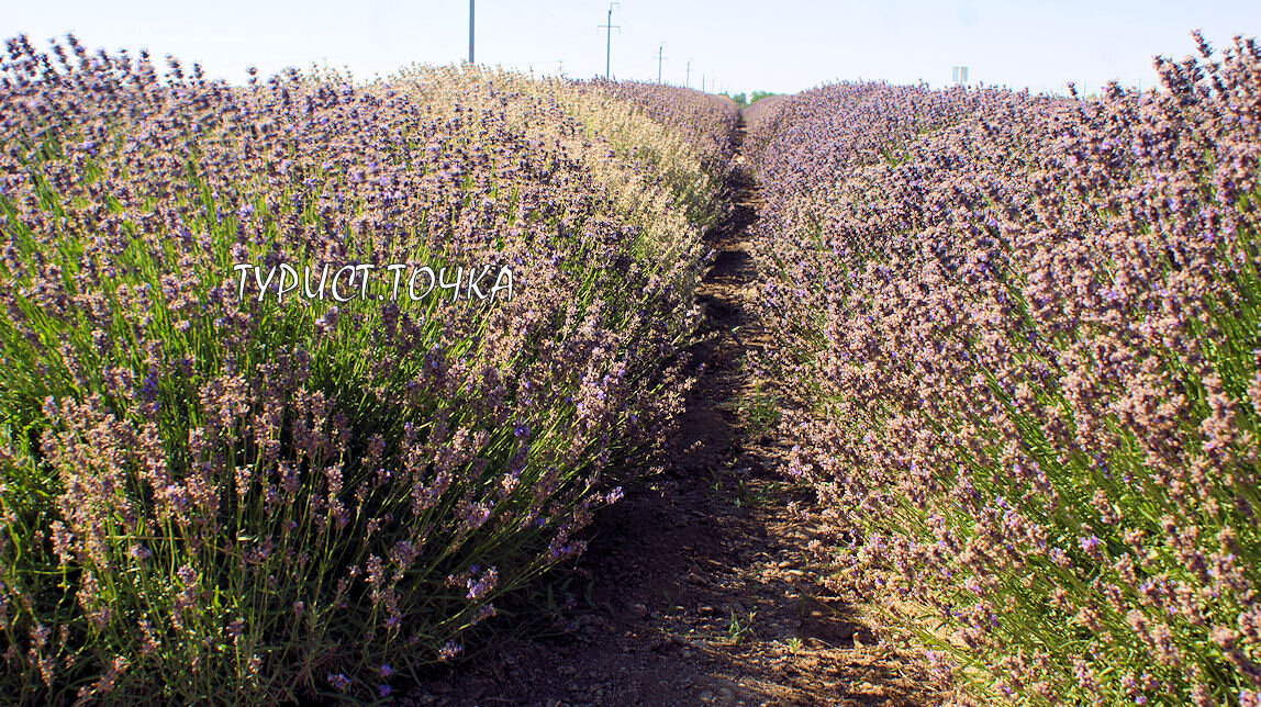 Донская лаванда