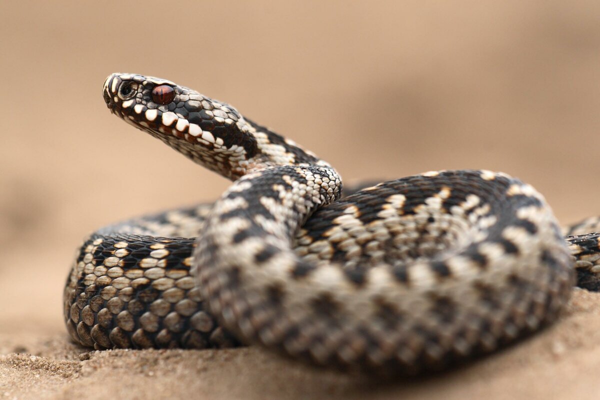 Гадюка обыкновенная