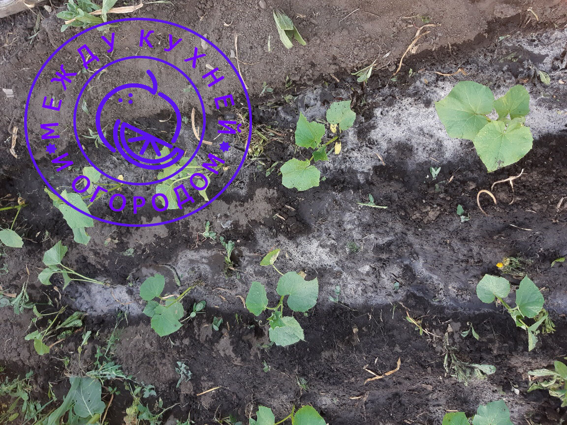 Огурцы, посаженные рассадой на "чесночную" грядку.