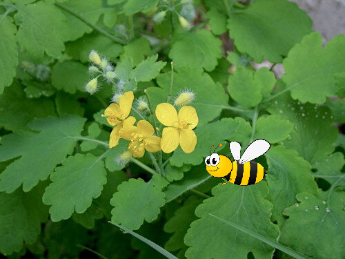Обработка отваром чистотела пчёл | Объединенный пчеловодческий форум | Пчеловодство | l2luna.ru
